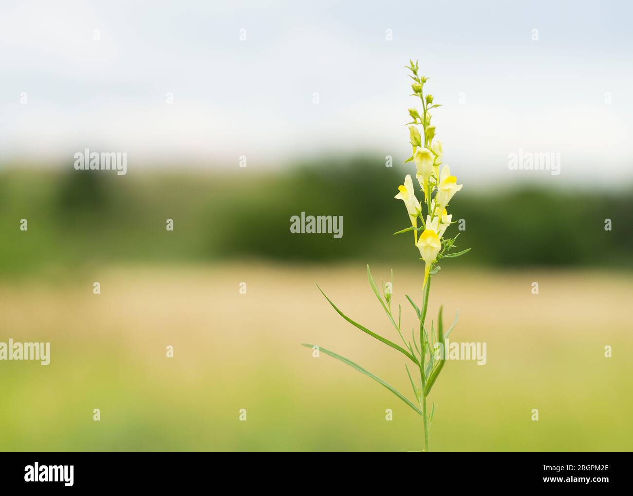 Fiori gialli di toadflax giallo (Linaria vulgaris) in un campo Foto Stock