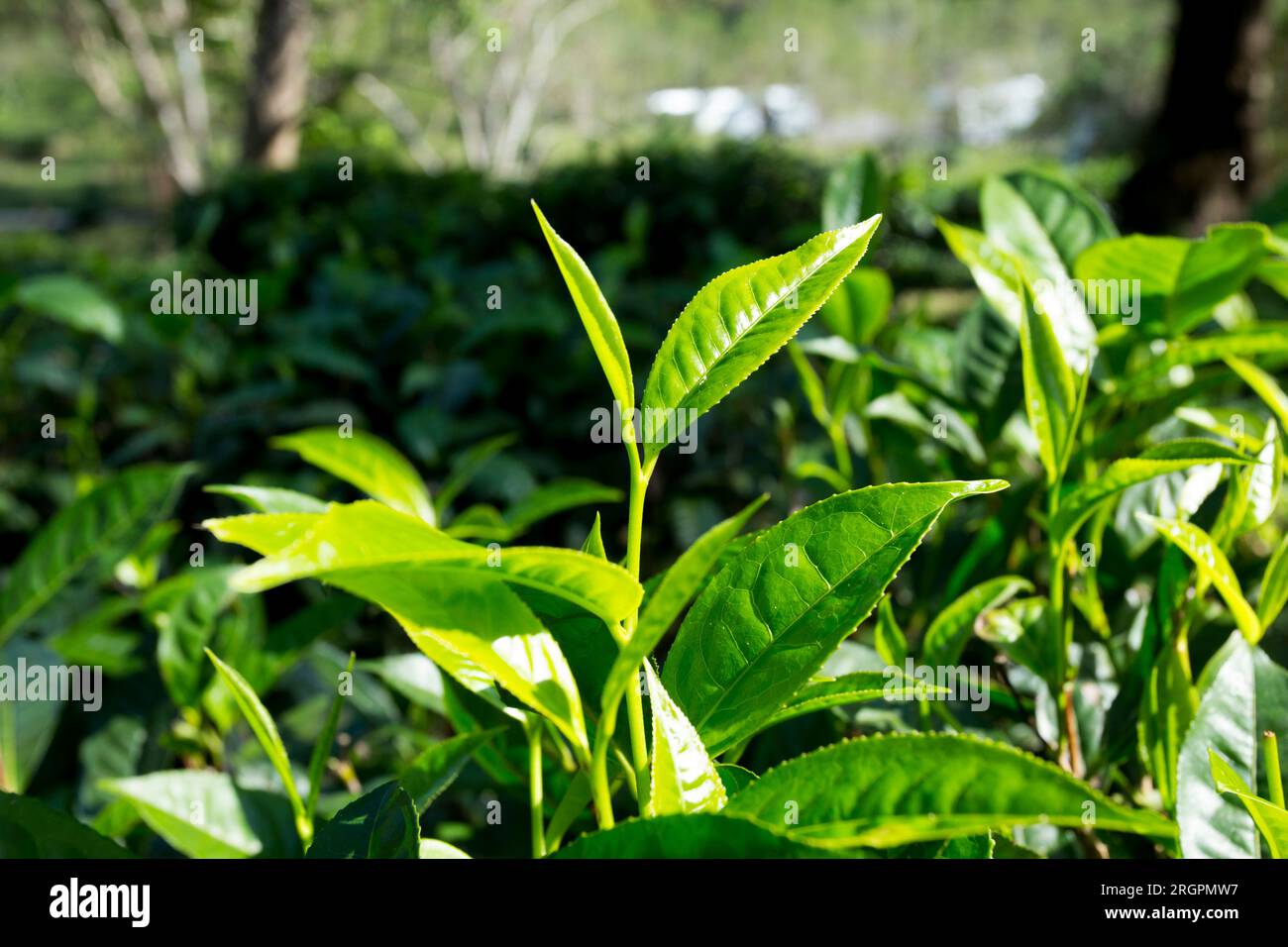 Piantagione di tè verde biologico nel nord della Thailandia vicino a Chiang mai. Foto Stock