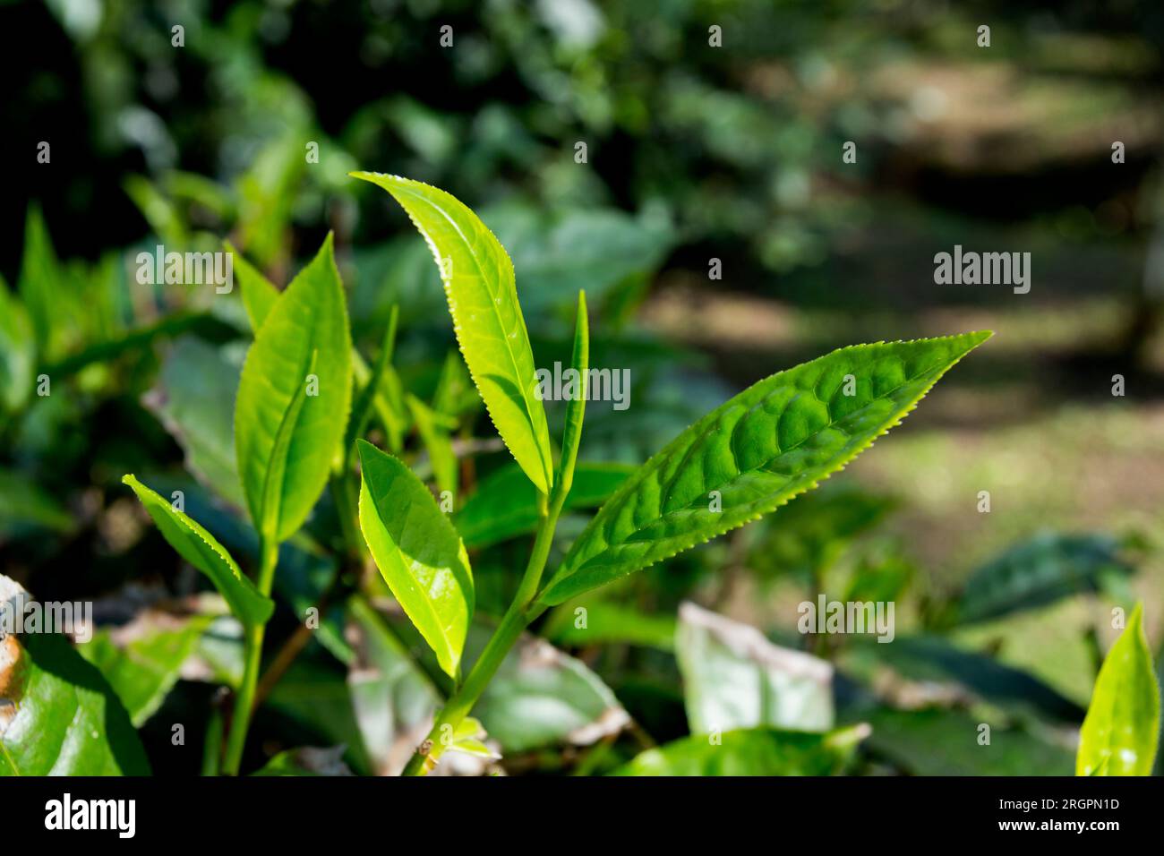 Piantagione di tè verde biologico nel nord della Thailandia vicino a Chiang mai. Foto Stock