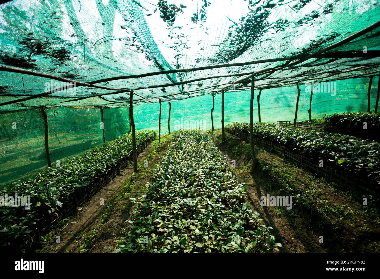 Piantagione di tè verde biologico nel nord della Thailandia vicino a Chiang mai. Foto Stock