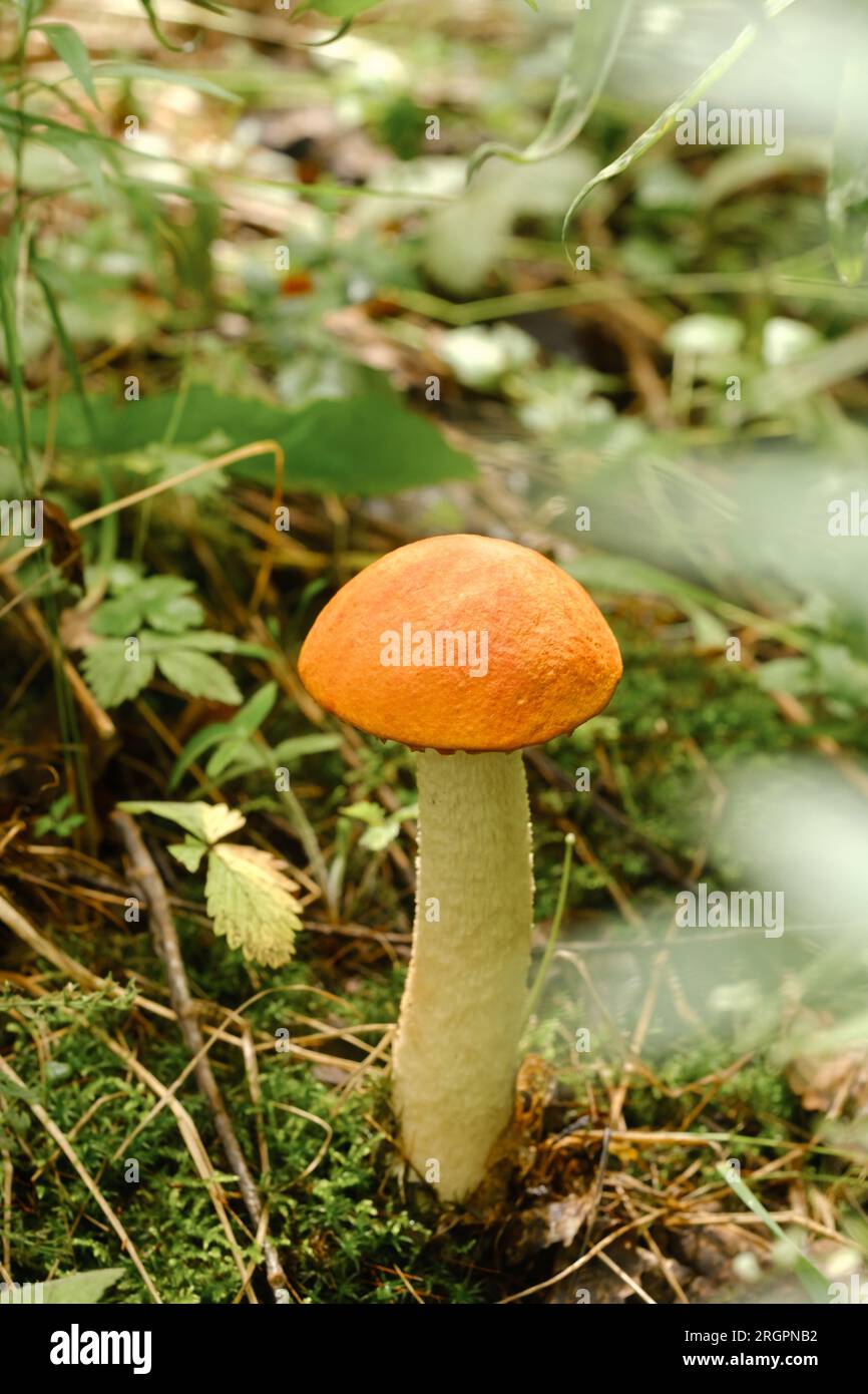 Un fungo aspen commestibile che cresce nella foresta. Funghi nella foresta. Raccolta di funghi. Foto Stock
