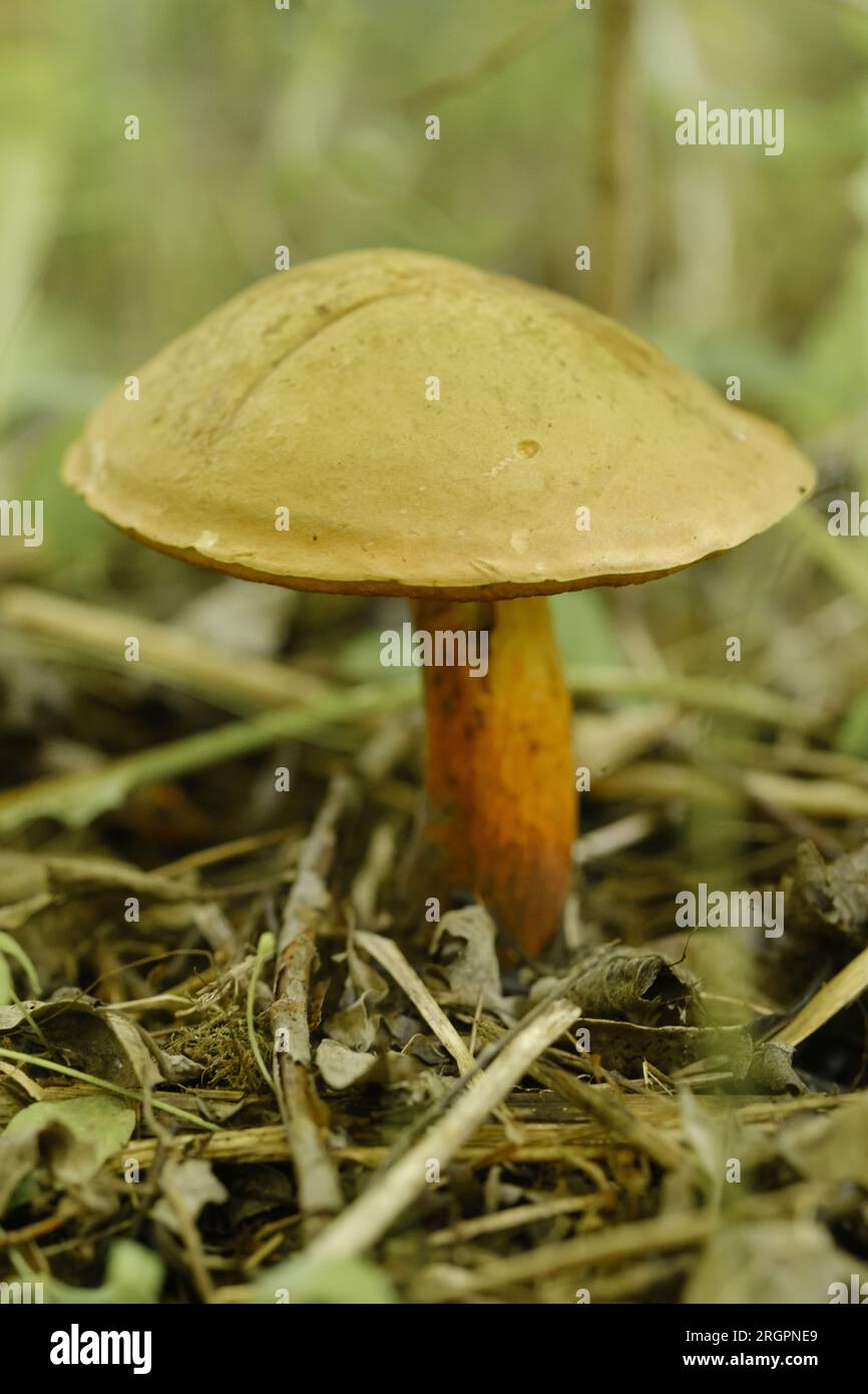 Un fungo volano che cresce nella foresta. Raccolta di funghi. Funghi forestali. Foto Stock