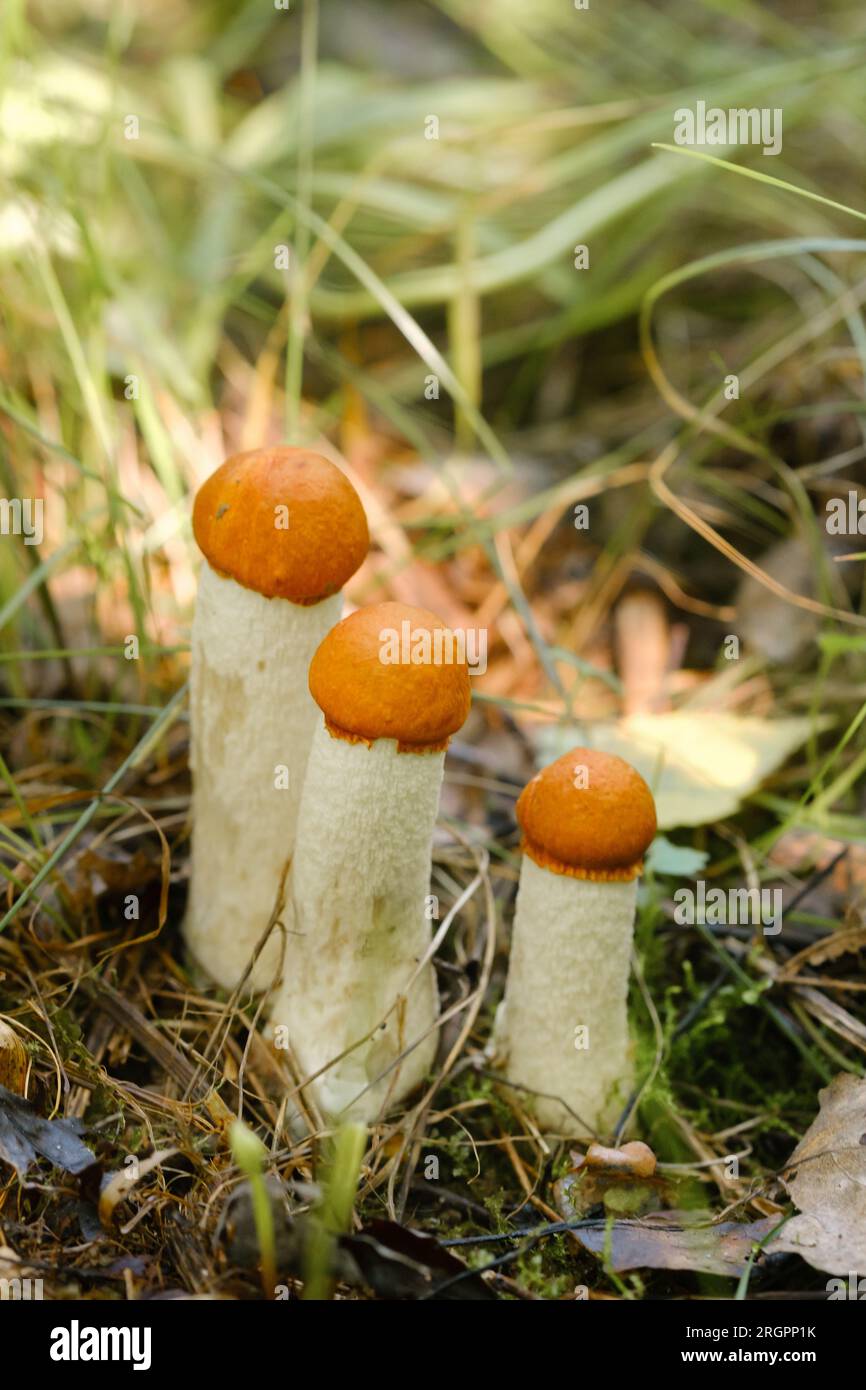 Ci sono molti funghi aspen selvatici che crescono nella foresta. Funghi nella foresta. Raccolta di funghi. Foto Stock