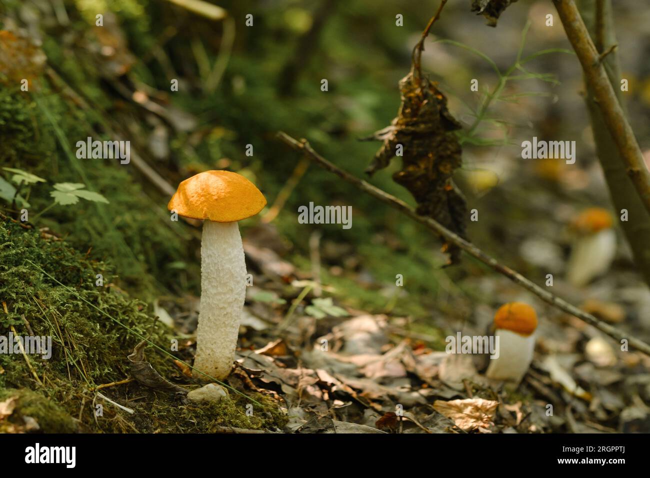 Ci sono molti funghi aspen selvatici che crescono nella foresta. Funghi nella foresta. Raccolta di funghi. Foto Stock