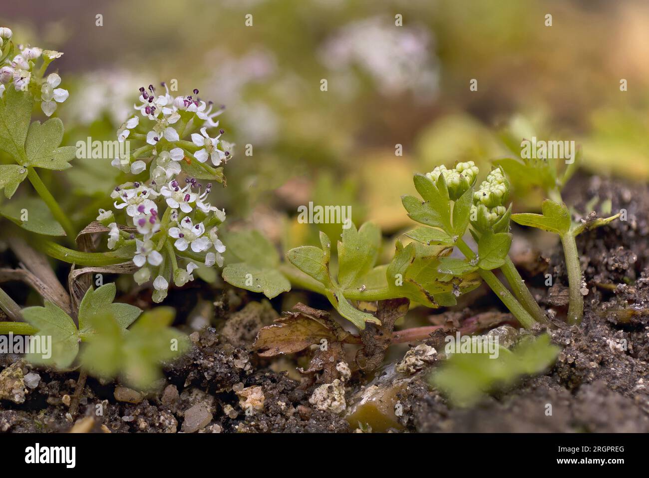 Strisciante Marshwort (Apium repens) Thetford Norfolk luglio 2023 impilato Foto Stock