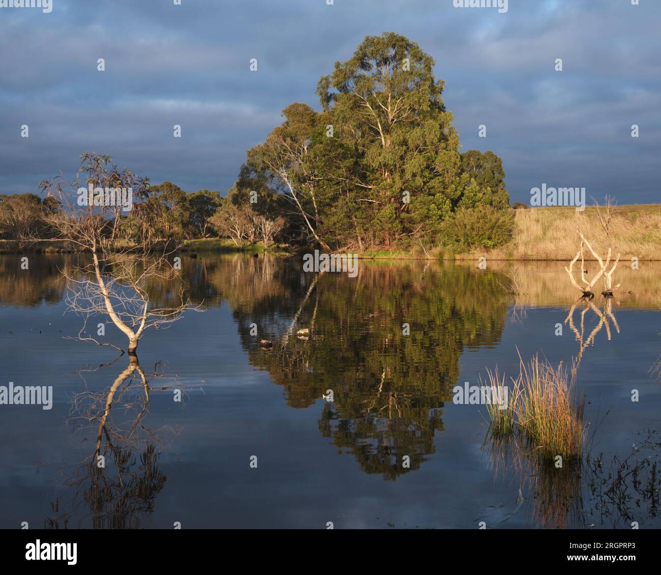 Un'altra Wetlands Reflection Foto Stock