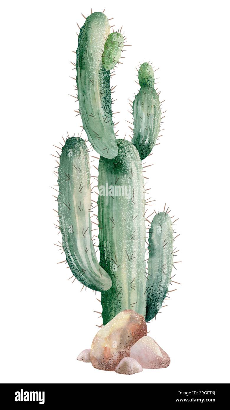 Illustrazione ad acquerello di un cactus isolato su uno sfondo bianco. Illustrazione dipinta a mano Foto Stock
