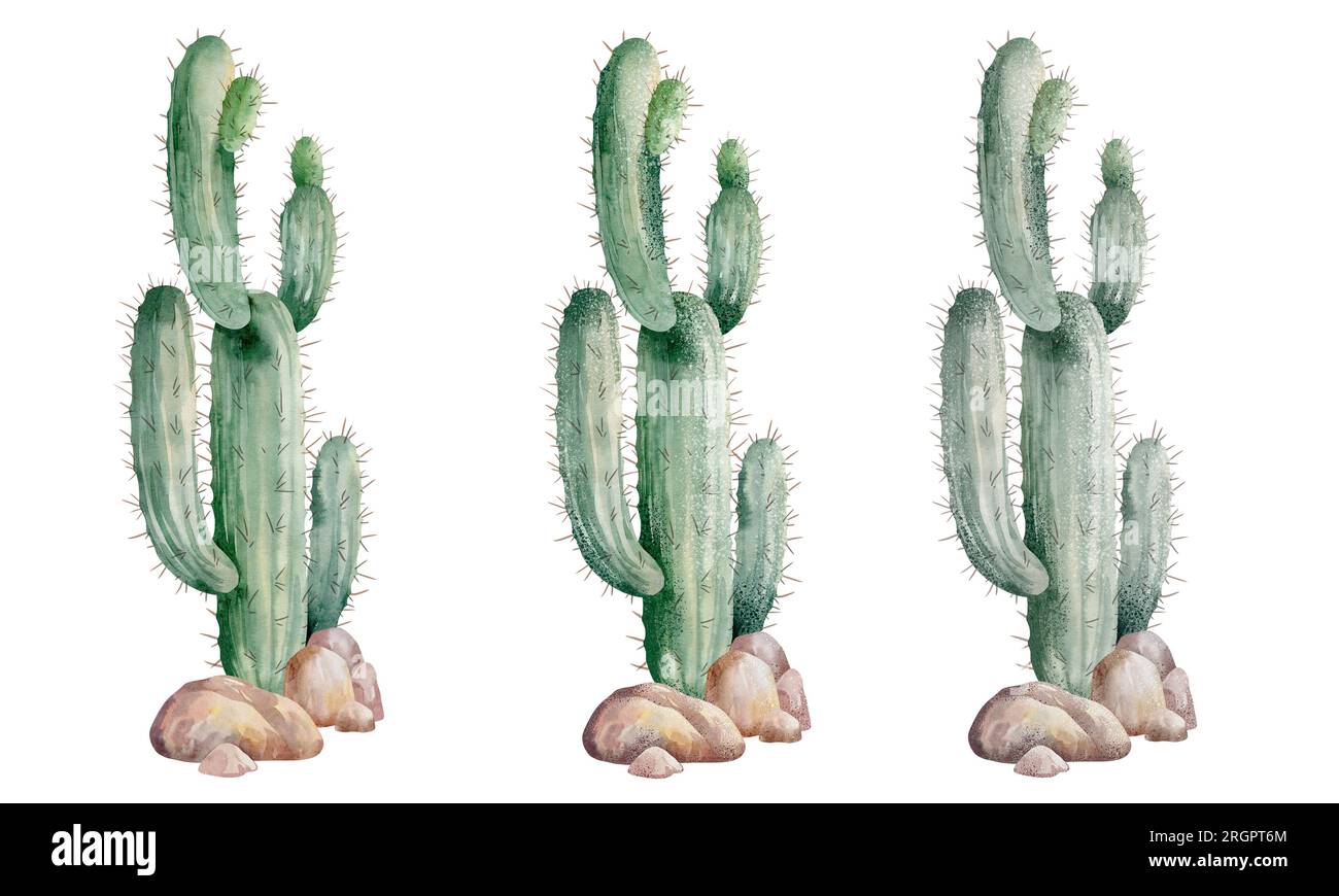 Illustrazione ad acquerello di un cactus isolato su uno sfondo bianco. Illustrazione dipinta a mano Foto Stock