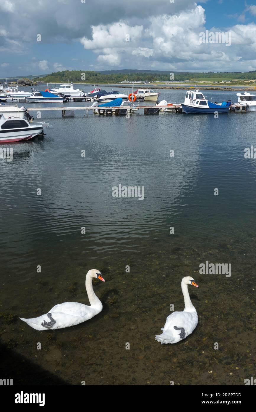 Swan Swim a Maidens Harbour, Scozia, Regno Unito Foto Stock