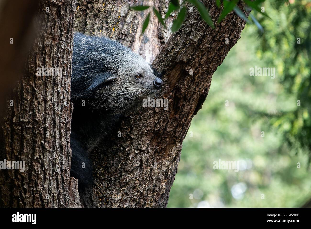 Binturong (orso-gatto) su un albero Foto Stock