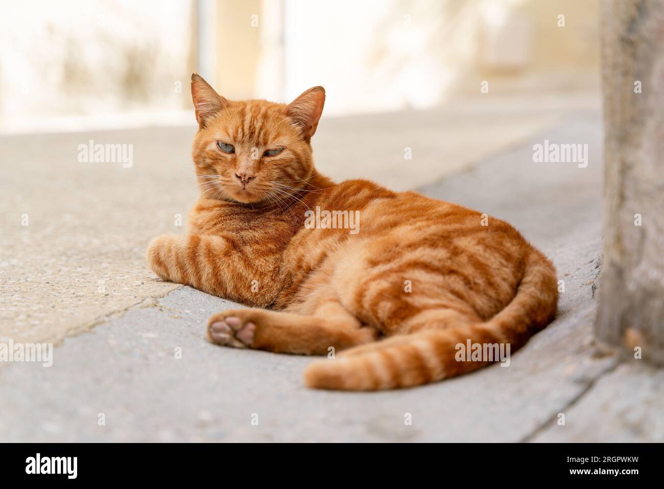 Gatto arancio dai capelli corti sdraiato per strada Foto Stock