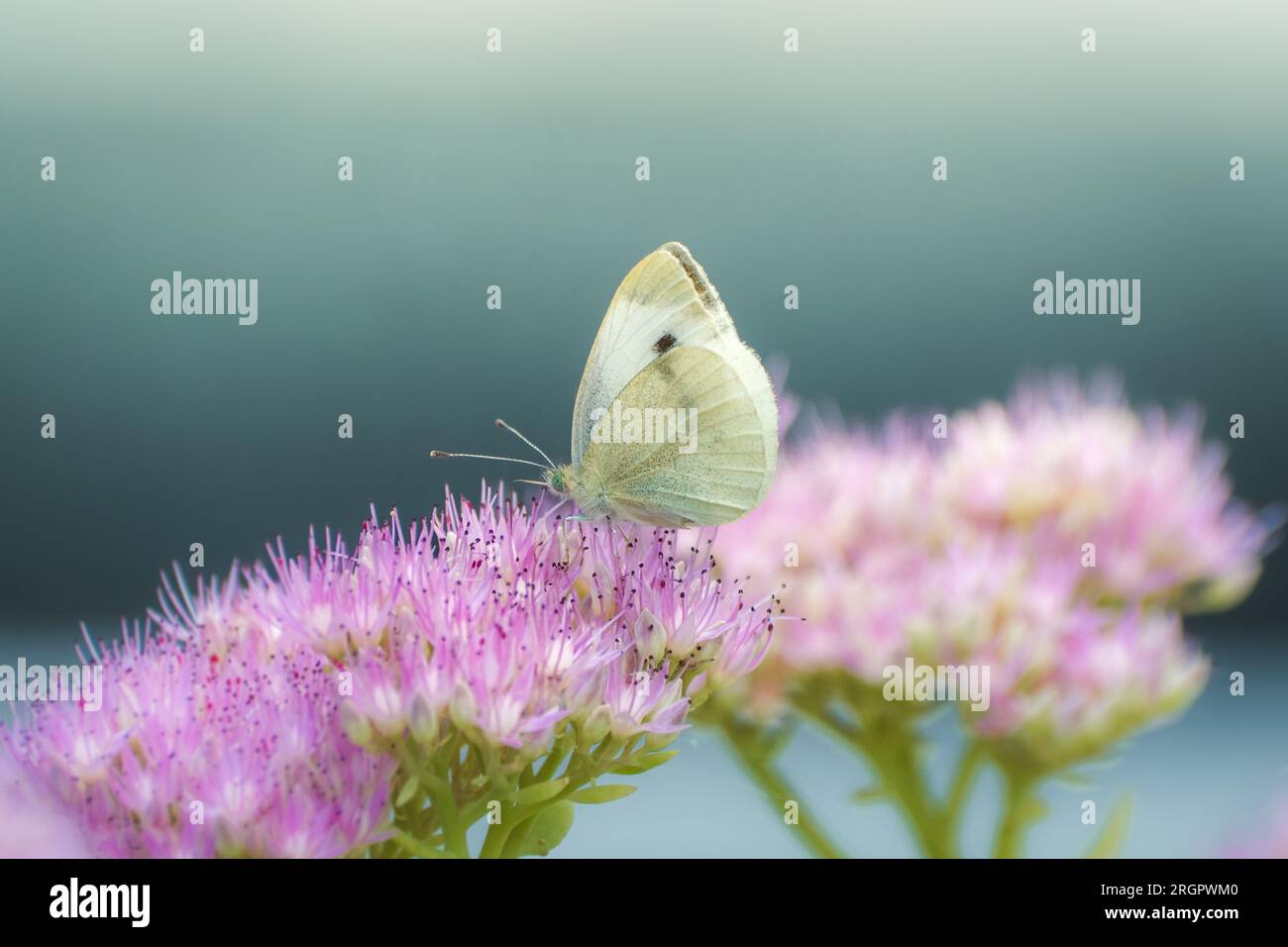 Cavolo farfalla bianca che raccoglie il polline su un fiore rosa Foto Stock