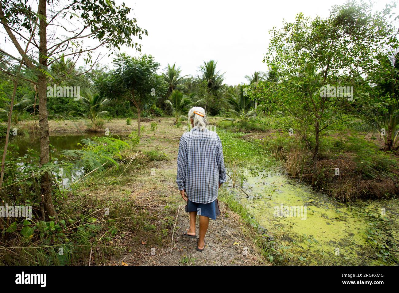 Piantagioni organiche di cocco nella zona di Samut Songkram di ​​Thailand. Foto Stock