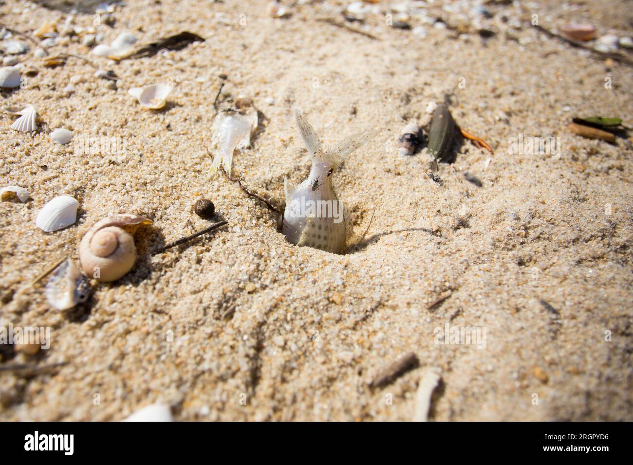 Un pesce si è bloccato in un buco sulla spiaggia. Un pesce si è bloccato in un buco sulla spiaggia. Foto Stock