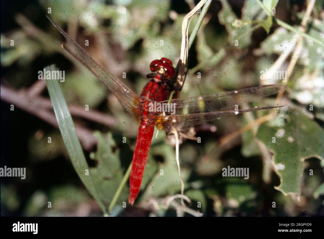 Una libellula è un insetto volante appartenente all'infraordine Anisoptera sotto l'ordine Odonata. Circa 3.000 specie esistenti di vere libellule sono conosciute. La maggior parte sono tropicali, con meno specie nelle regioni temperate. La perdita dell'habitat delle zone umide minaccia le popolazioni di libellula in tutto il mondo. Foto Stock