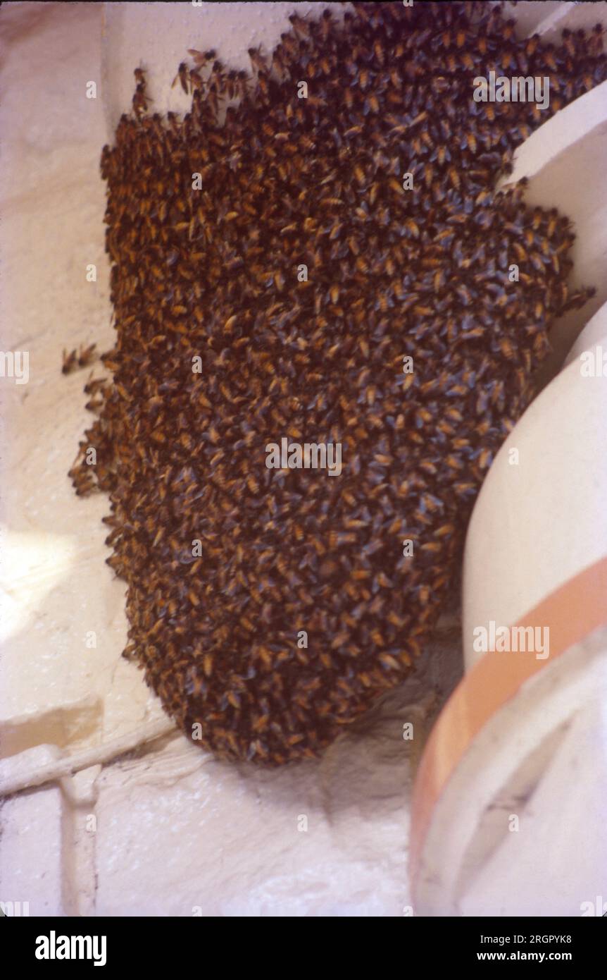 HONY Comb & Honeybee, qualsiasi gruppo di insetti della famiglia Apidae che in senso lato comprende tutte le api che producono miele. Tutte le api da miele sono sociali. Un'ape miele è un insetto volante eusociale all'interno del genere Apis del clade di api, tutti nativi dell'Afro-Eurasia continentale. produzione e conservazione del miele o dello zucchero liquefatto, nonché costruzione di nidi straordinariamente grandi utilizzando cera secreta dai lavoratori di una particolare colonia. Foto Stock