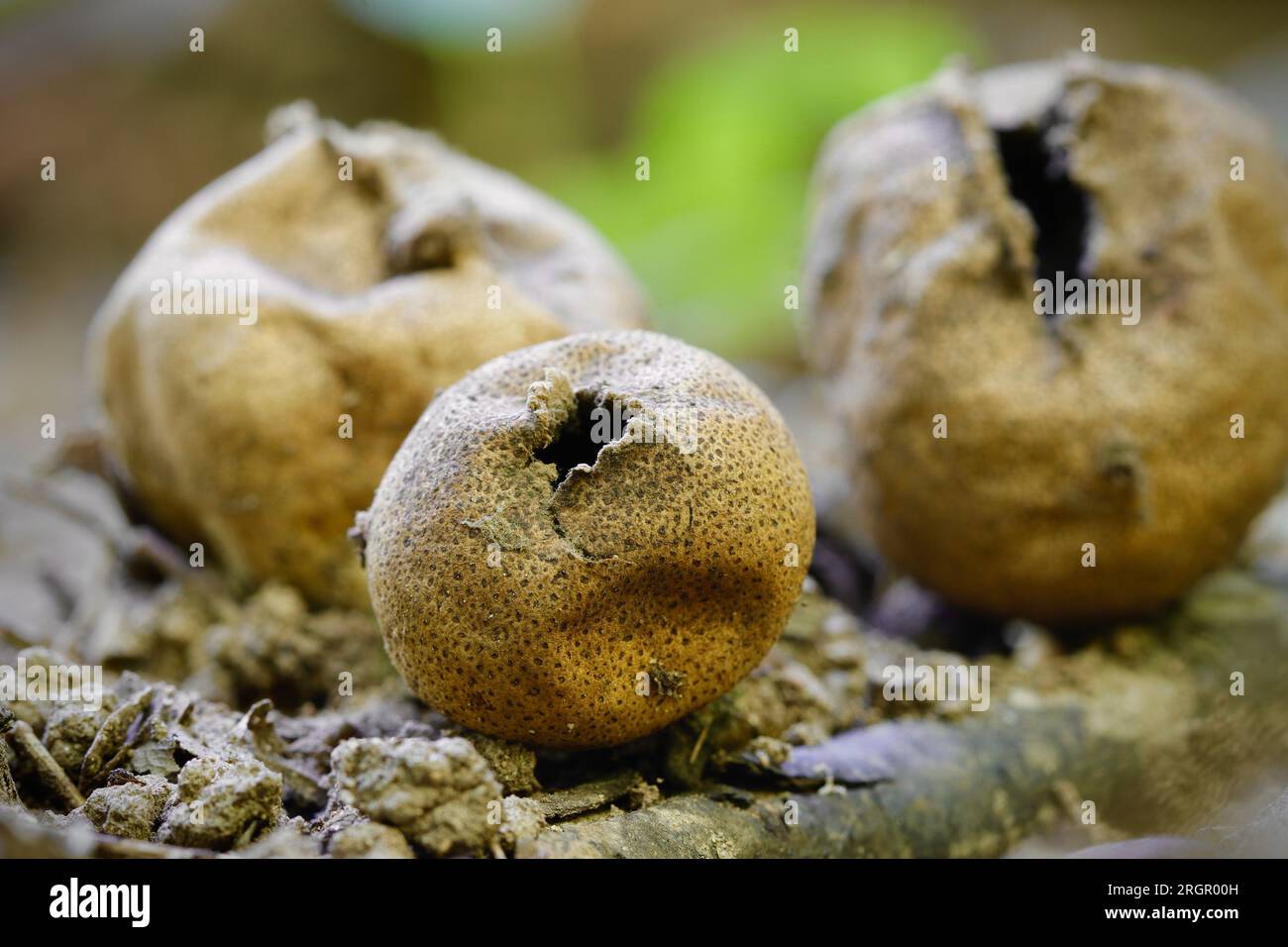 Un trio di funghi Leopard Earth Ball - scleroderma aerolatum Foto Stock