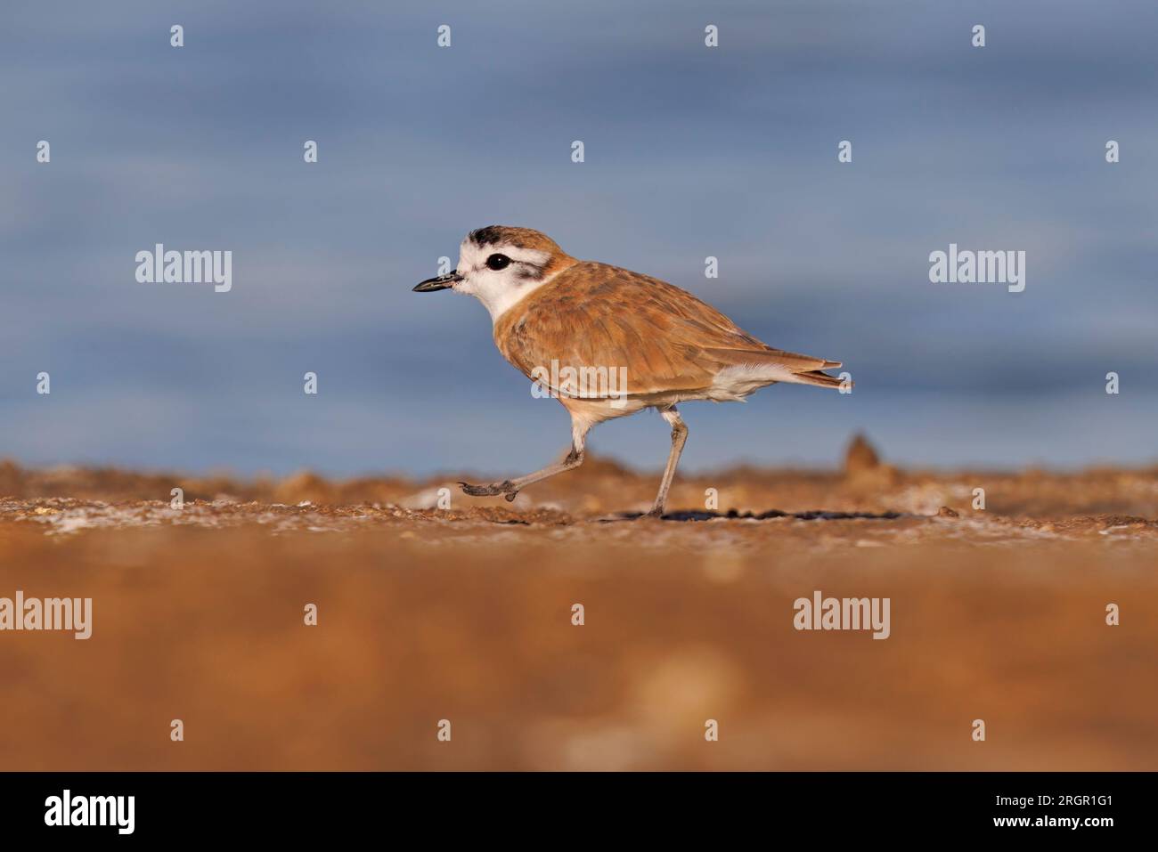 White-fronted Plover, Walvis Bay Bird Sanctuary, Namibia, marzo 2023 Foto Stock