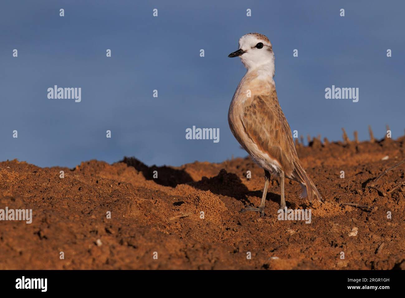 White-fronted Plover, Walvis Bay Bird Sanctuary, Namibia, marzo 2023 Foto Stock