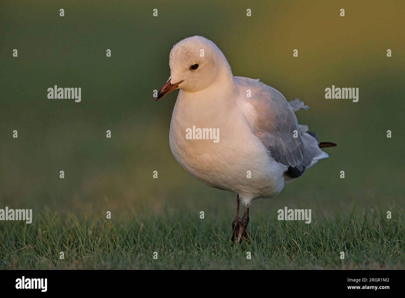 Il gabbiano di Hartlaub Foto Stock