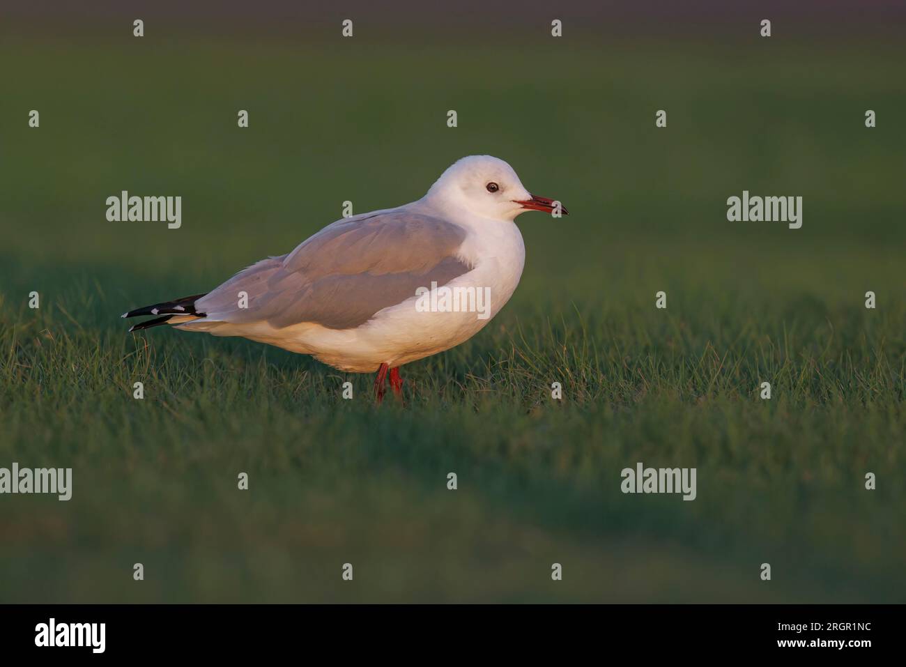 Il gabbiano di Hartlaub Foto Stock