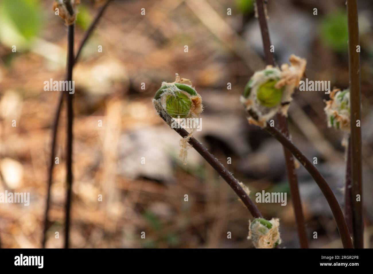 Una felce emerge dal fondo della foresta in primavera Foto Stock