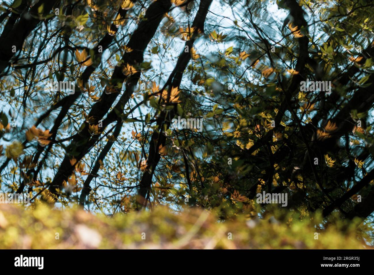 Increspature nel riflesso delle foglie di primavera Foto Stock