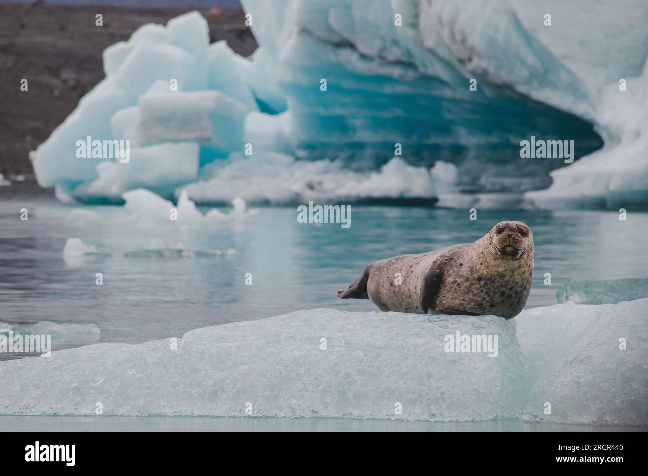 Foca del porto (phoca vitulina) Jokulsarlon Glacier Lagoon, Islanda 2023 Foto Stock