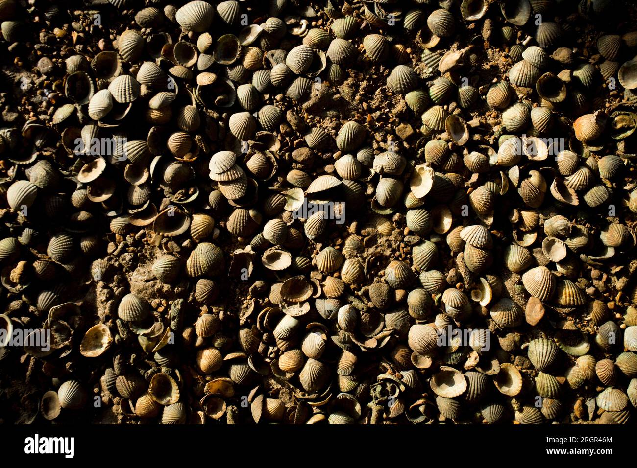 Spiaggia piena di conchiglie di vongole dalla spiaggia di Ko Yao nel sud della Thailandia. Foto Stock