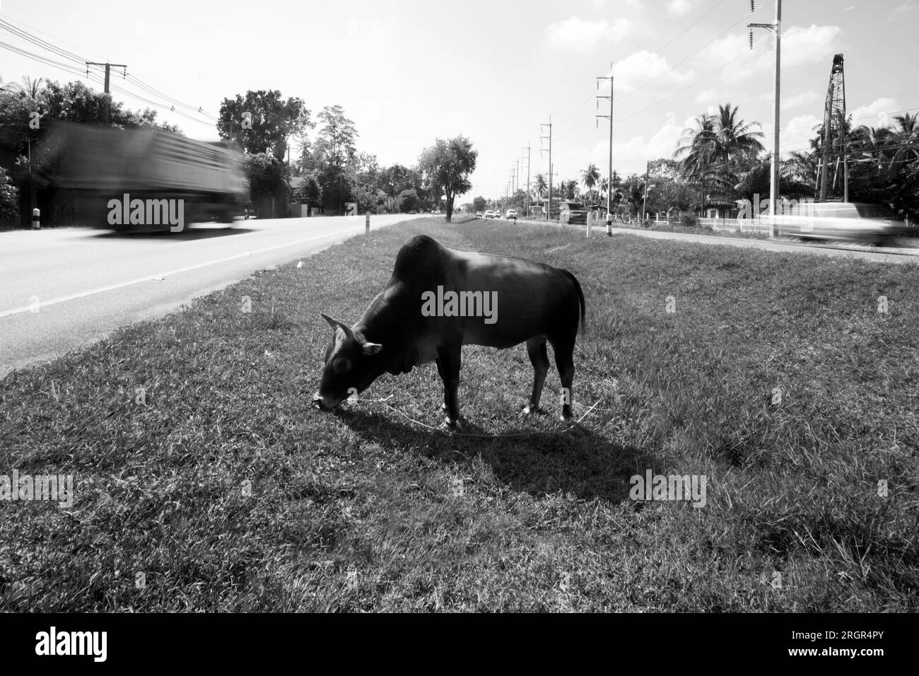 Mucca che mangia erba tra due strade trafficate della Thailandia. Foto Stock