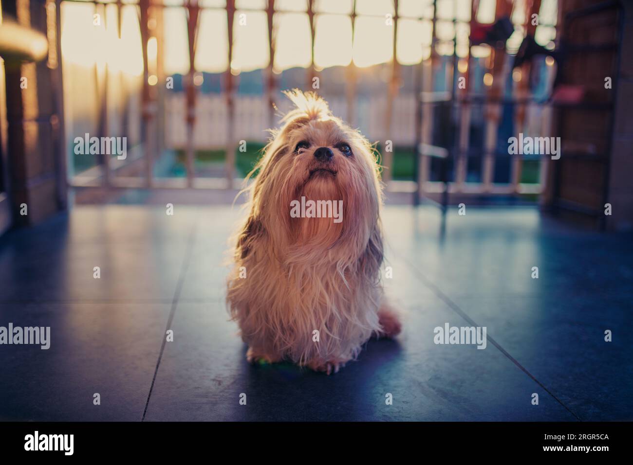 Shih tzu cane seduto sul portico e chiedendo al proprietario qualcosa da mangiare Foto Stock