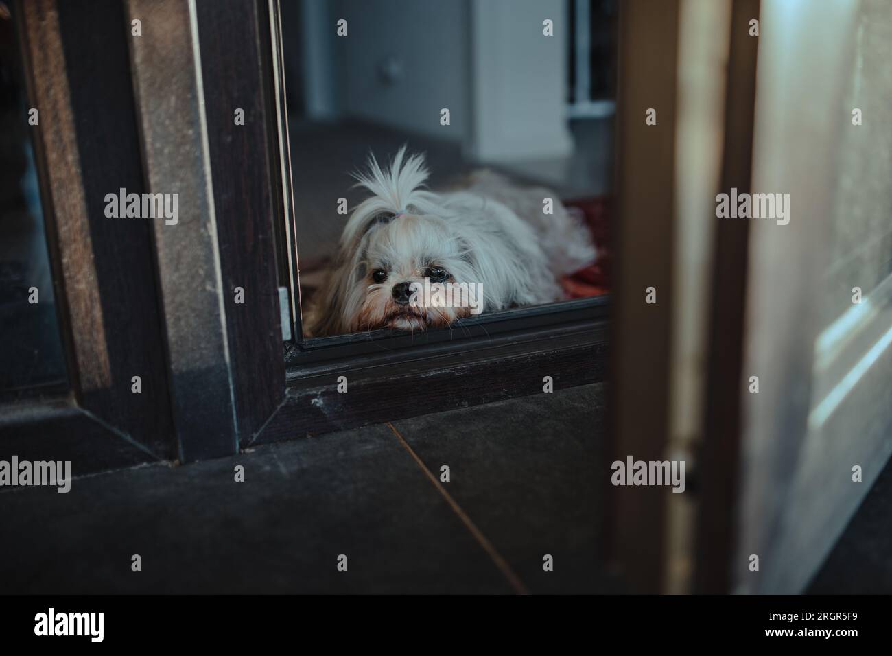 Shih tzu cane giace sulla soglia e aspetta il suo proprietario Foto Stock
