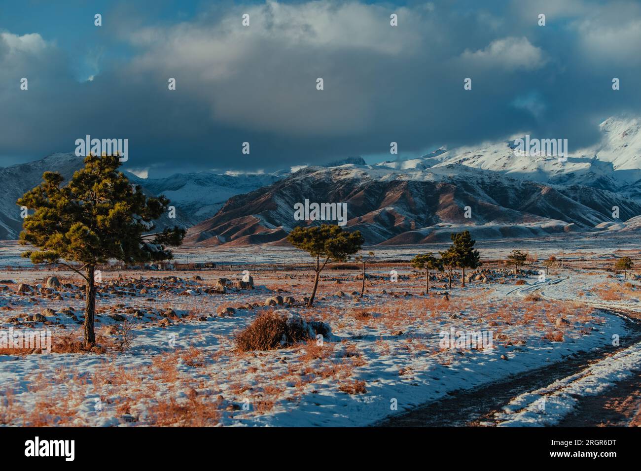 Splendido paesaggio invernale di montagne con pini, Kirghizistan Foto Stock