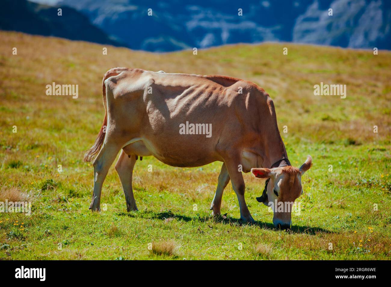 Mucca svizzera sul prato alpino Foto Stock