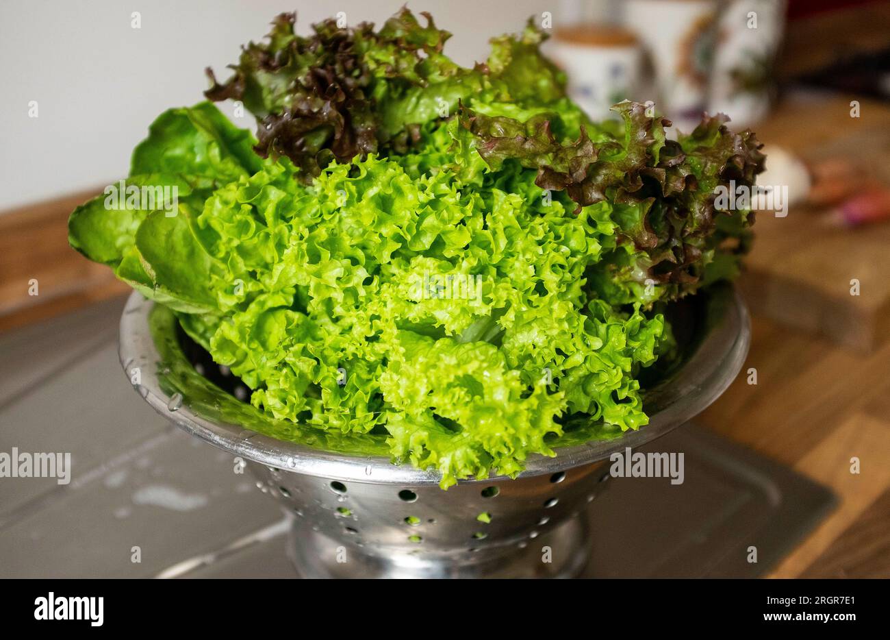 Foglie miste di lattuga, tra cui fritta e lattuga a foglia rossa, lavate in un colino pronto per essere mangiato Foto Stock