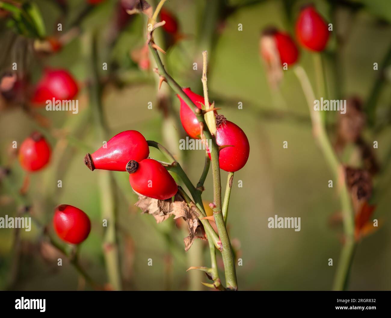 Cespuglio rosa con rosa rossa, rosa canina in autunno, tè, tè rosa rosa, raccogliere frutta, vitamina C. Foto Stock