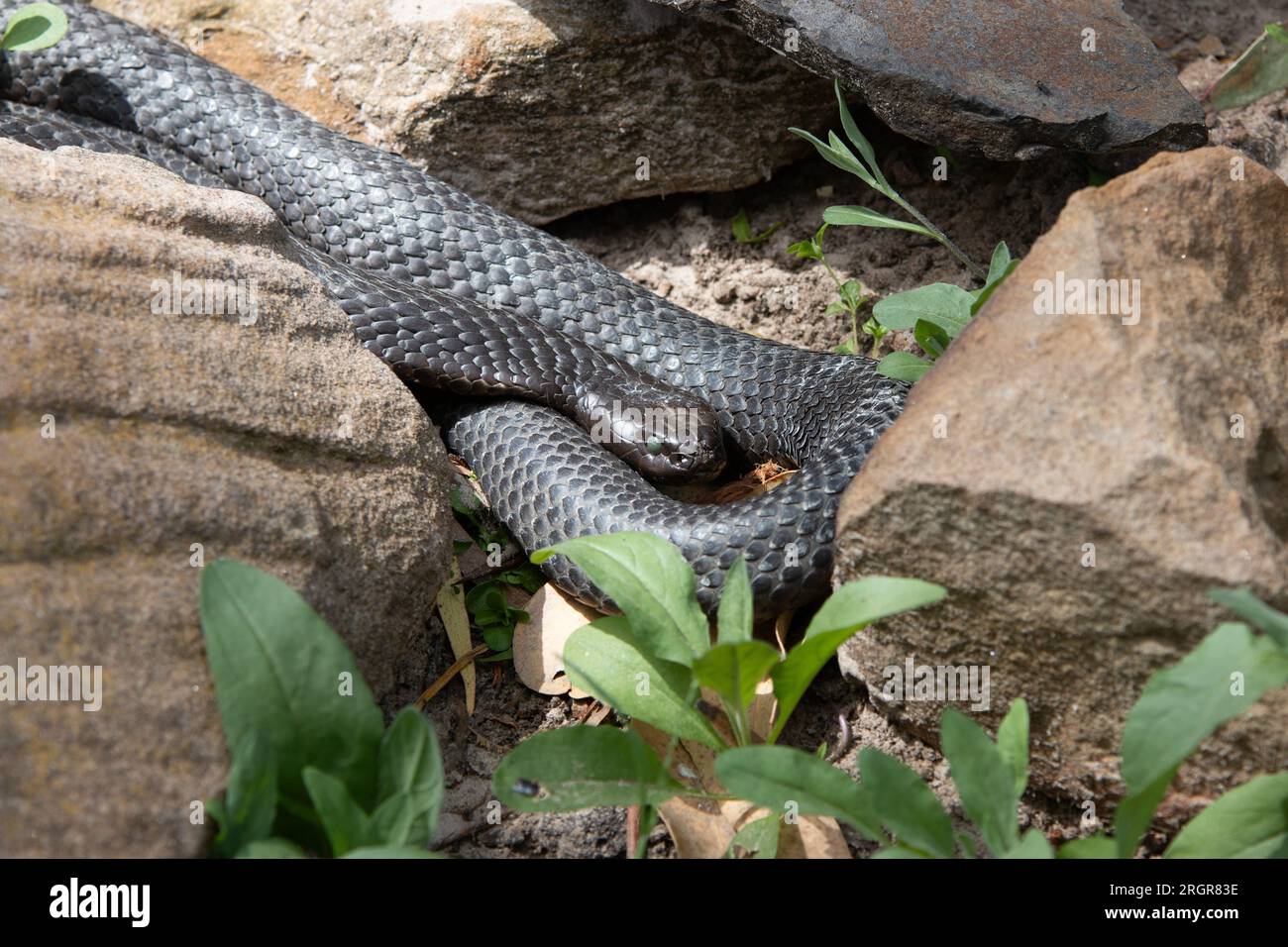 Serpente tigre in Tasmania, Australia Foto Stock