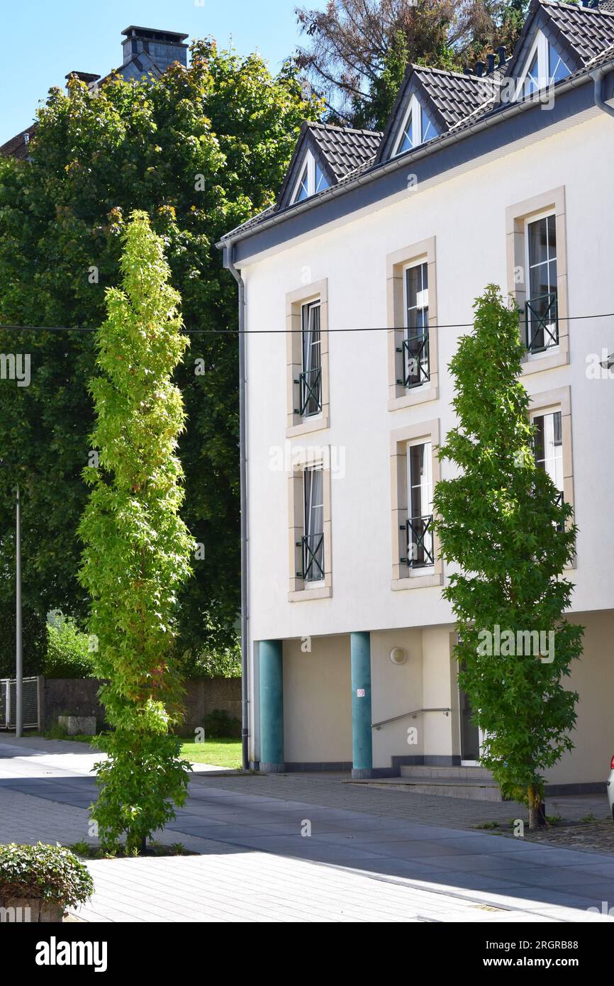 alberi sottili in una piccola strada cittadina Foto Stock