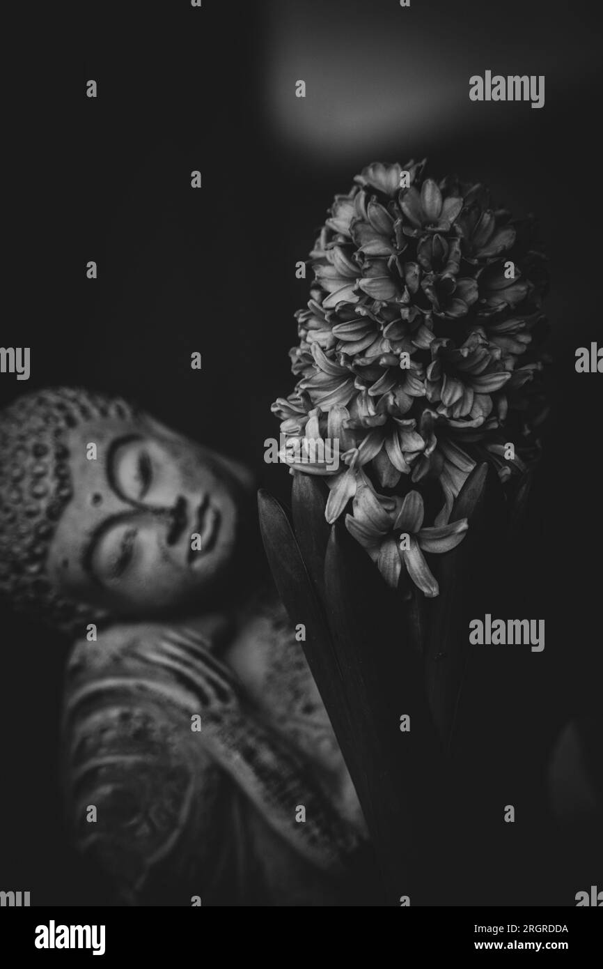 Fioriamo. Foto Stock