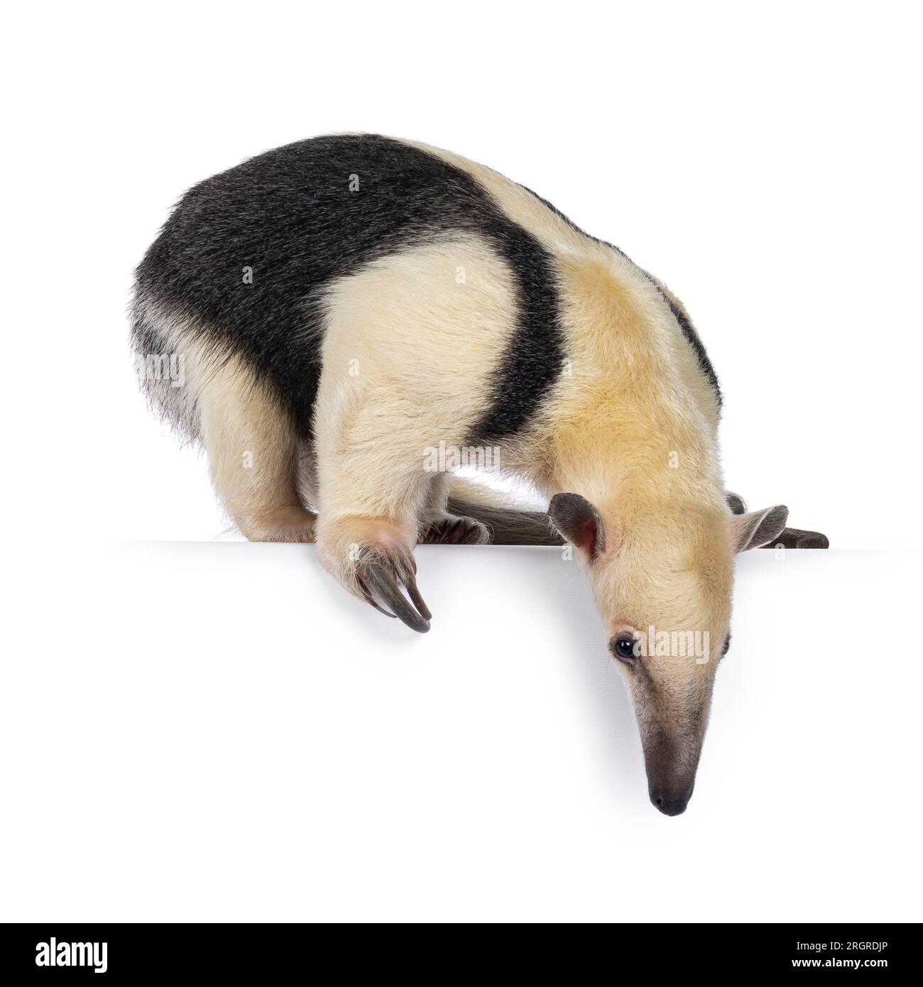 Antiera meridionale, nota anche come Tamandua tetradactyla, camminando lateralmente. Guardare e scendere dal bordo. Isolato su sfondo bianco. Foto Stock