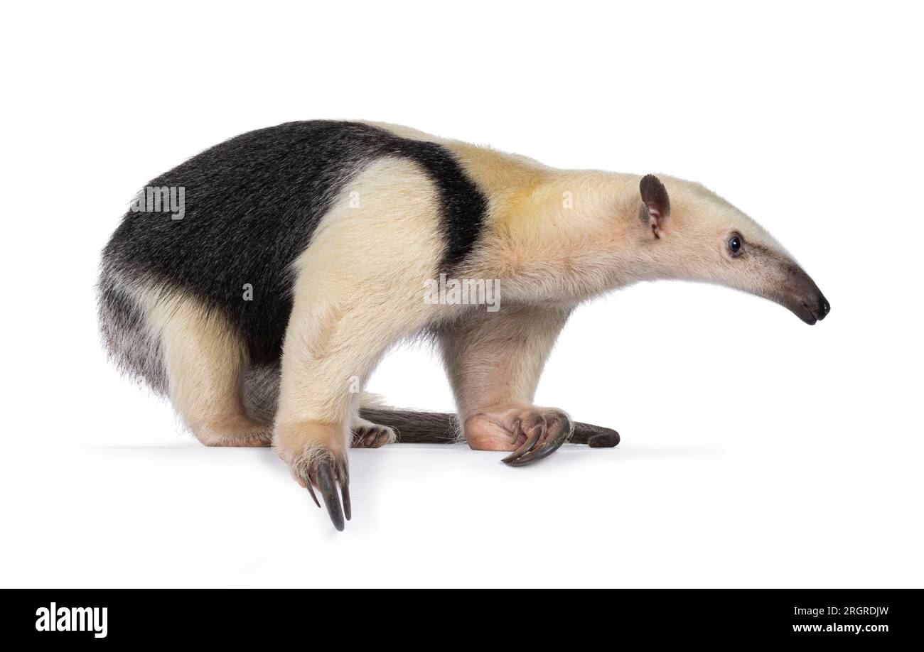 Antiera meridionale, nota anche come Tamandua tetradactyla, che si trova in piedi su strade secondarie. Guarda lateralmente. Isolato su sfondo bianco. Foto Stock