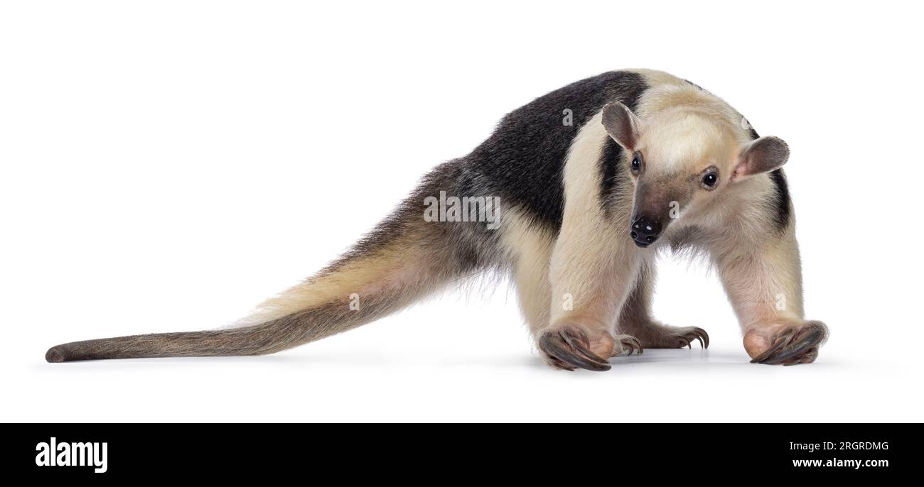 Antetempo meridionale, alias Tamandua tetradactyla, in piedi di fronte. Guardando verso la fotocamera. Isolato su sfondo bianco. Foto Stock