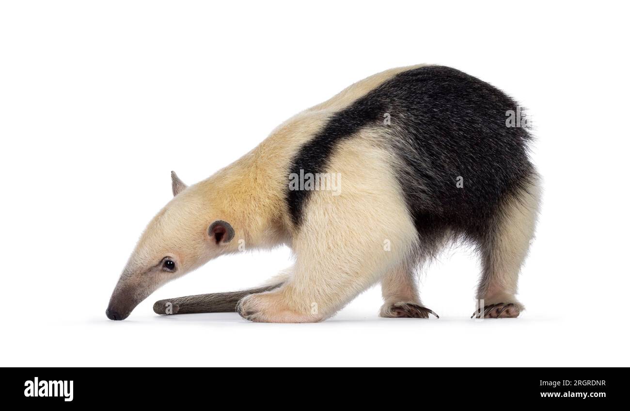 Antiera meridionale, nota anche come Tamandua tetradactyla, che si trova in piedi su strade secondarie. Guardando a terra. Isolato su sfondo bianco. Foto Stock