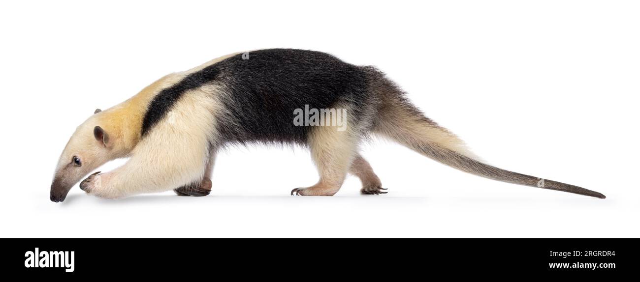 Antiera meridionale, nota anche come Tamandua tetradactyla, camminando lateralmente. Guardando il lato che mostra il profilo. Isolato su sfondo bianco. Foto Stock
