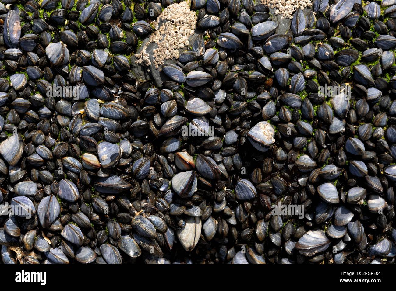 Roccia ricoperta di cozze e barnaccoli Foto Stock