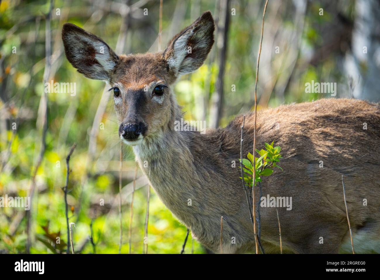 Primo piano di un cervo dalla coda bianca in un parco nazionale del Canada. Foto Stock