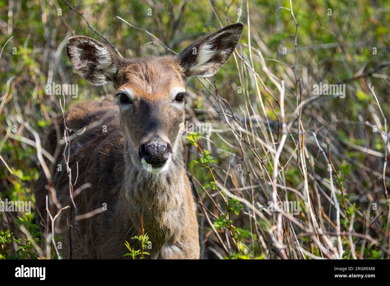 Primo piano di un cervo dalla coda bianca in un parco nazionale del Canada. Foto Stock