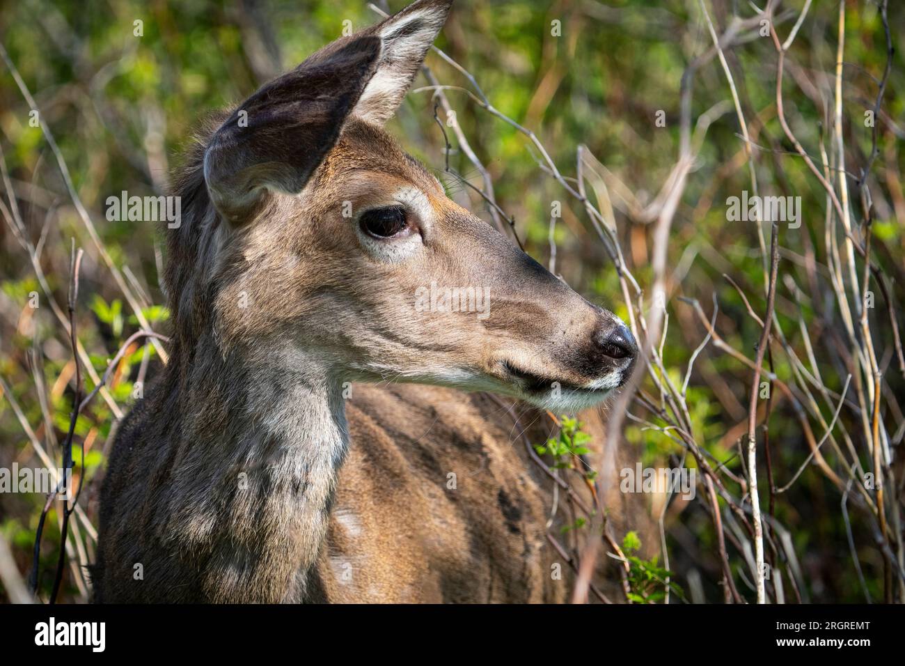 Primo piano di un cervo dalla coda bianca in un parco nazionale del Canada. Foto Stock