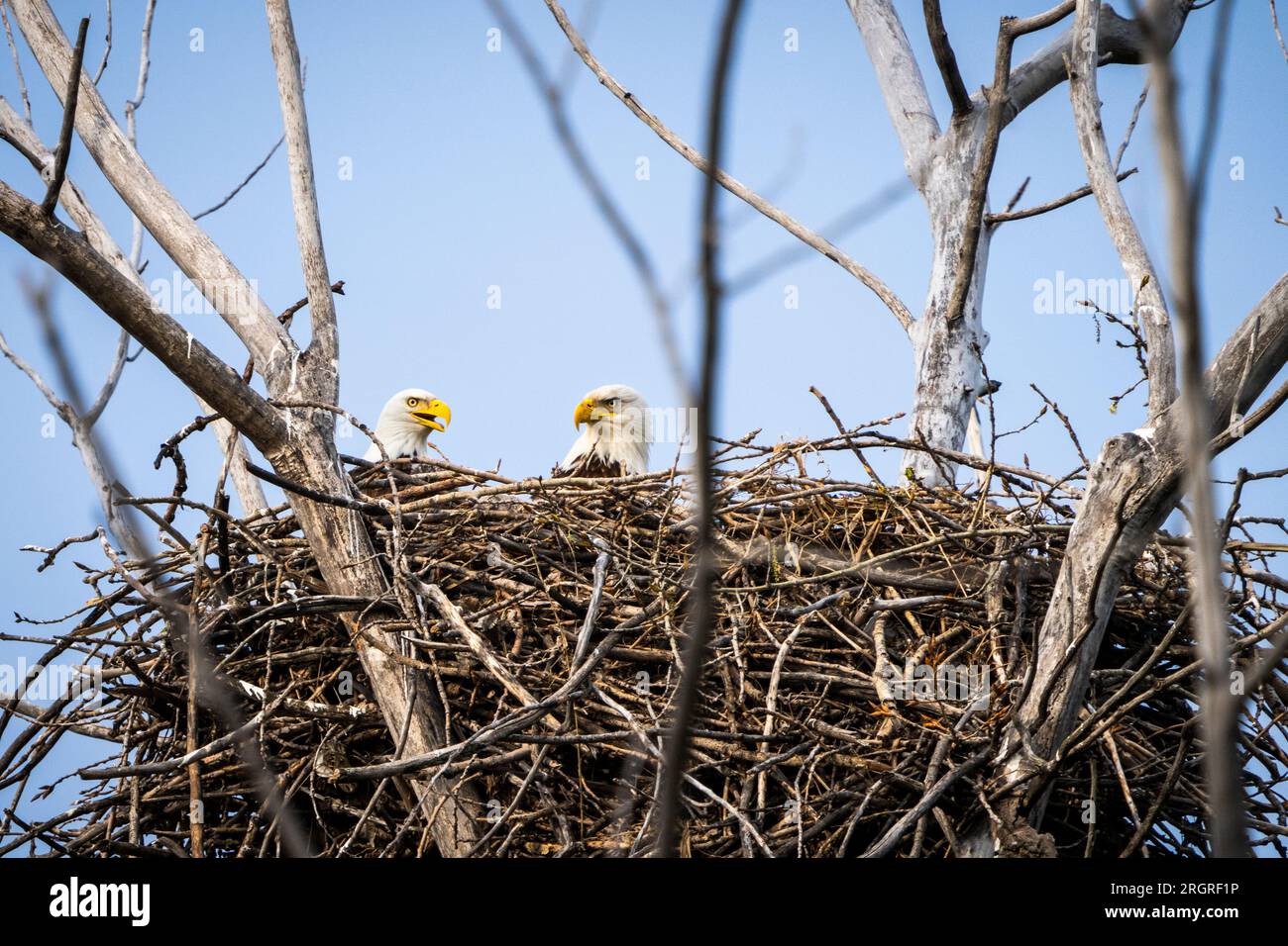 Aquile calve che frequentano il loro nido lungo la sponda del St. Lawrence River. Foto Stock