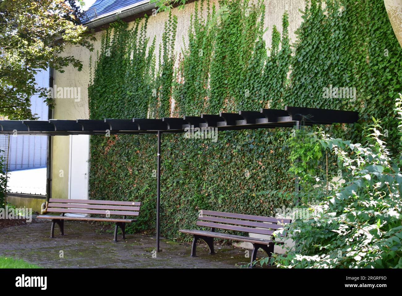 panchine del parco a un muro di edera Foto Stock
